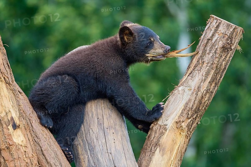 Black bear