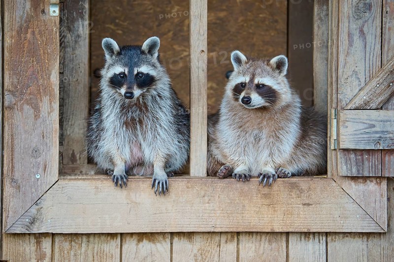 Raccoon