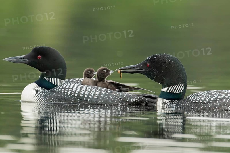 Common loon.
