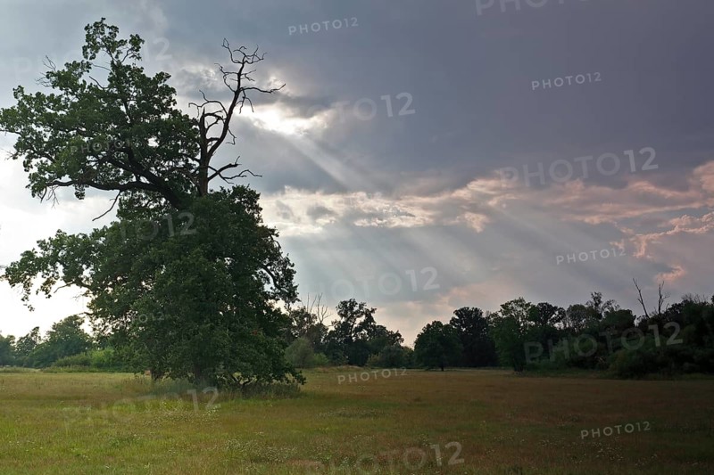 Oak tree in evening light in the Elbe floodplain