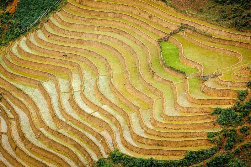Rice field terraces