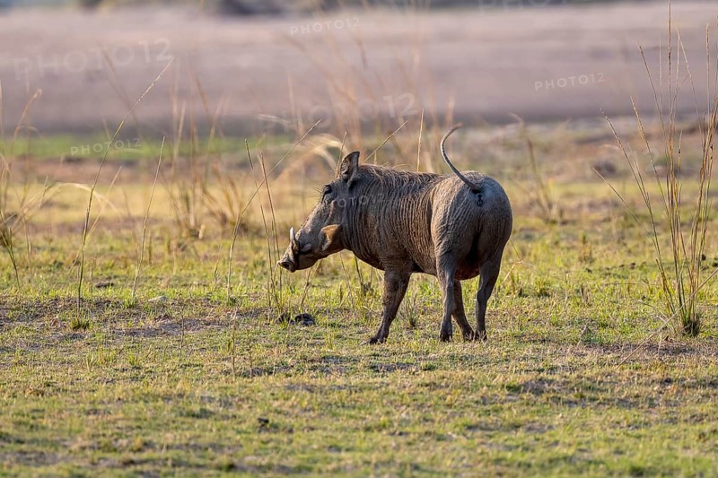 Common warthog
