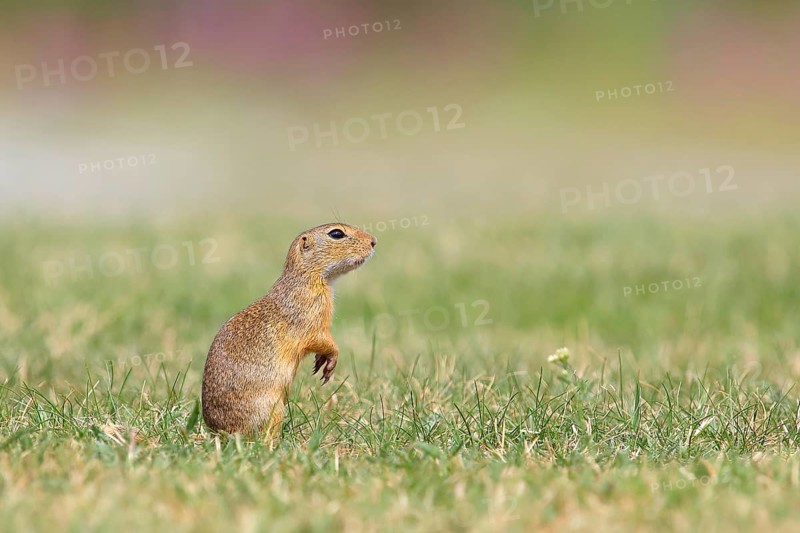 European ground squirrel