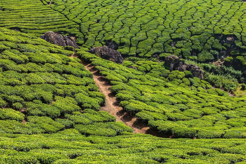 Kerala India travel background