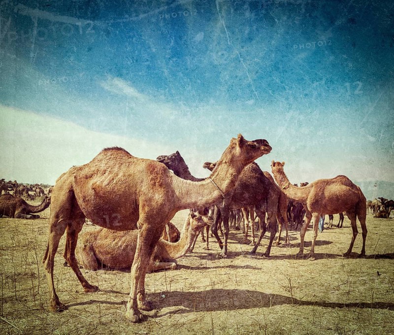 Vintage retro hipster style travel image of camels at Pushkar Mela
