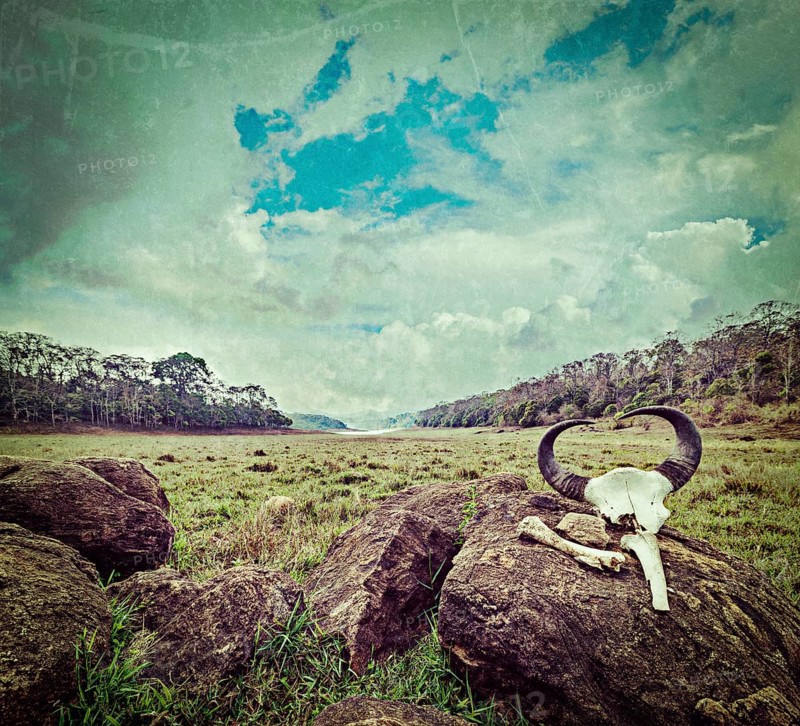 Vintage retro hipster style travel image of gaur