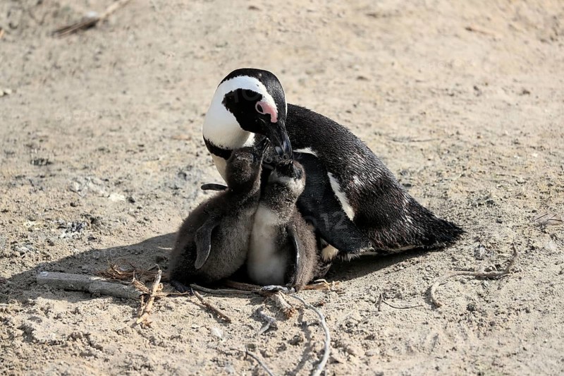African penguin