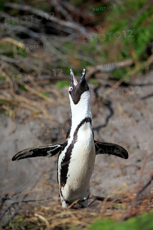 African penguin