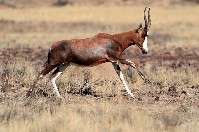 Bontebok