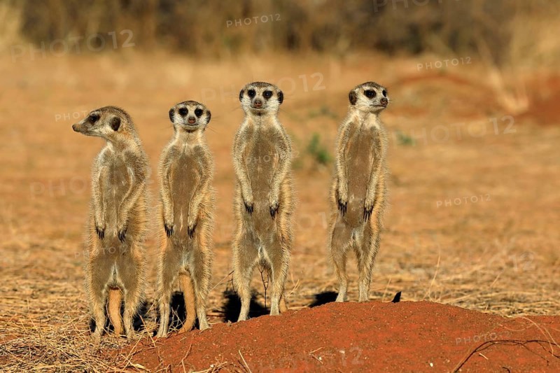 Meerkats