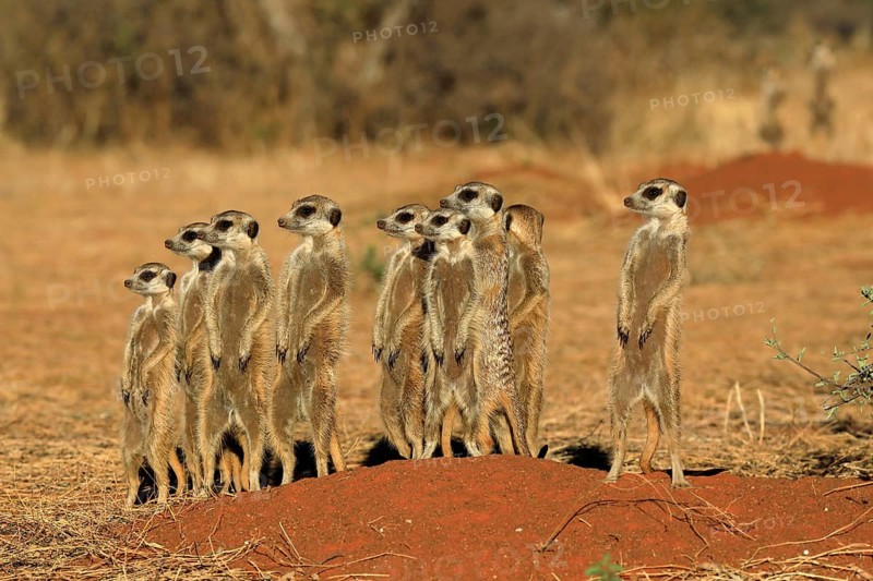 Meerkats