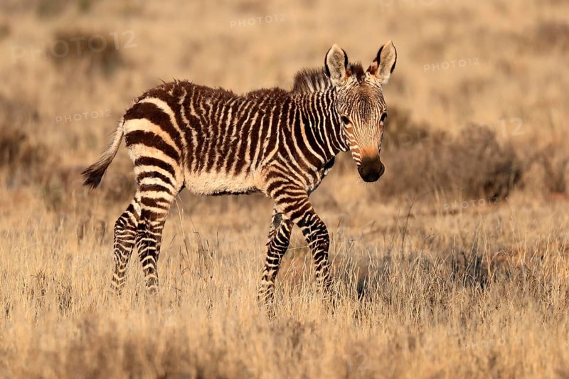 Cape Mountain Zebra