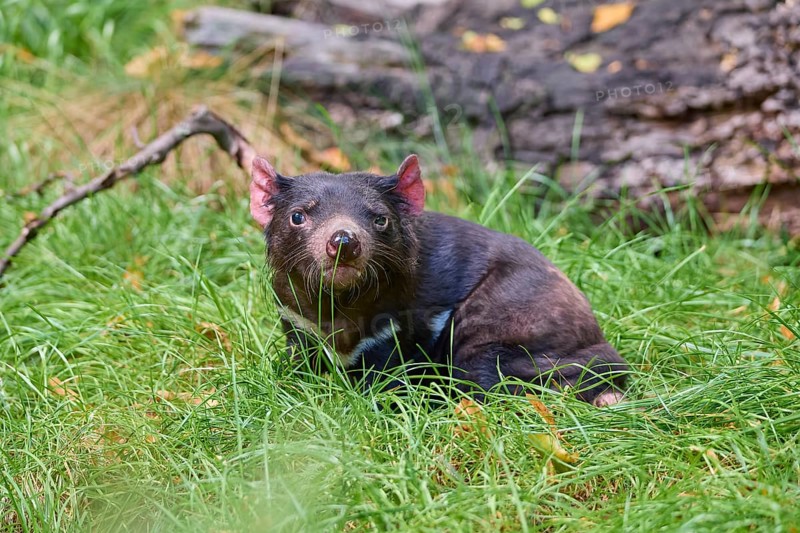 Tasmanian devil