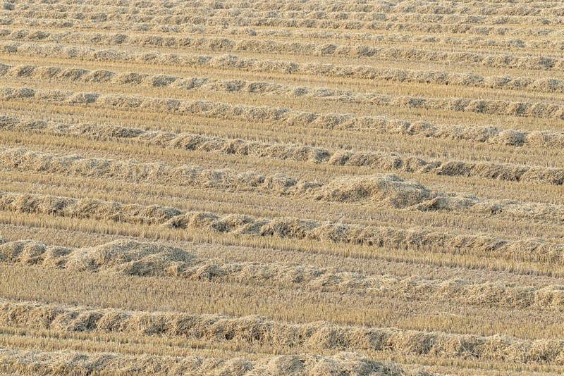 Grain field