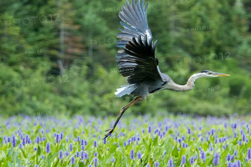 Great blue heron taking off in a patch of pickerelweed