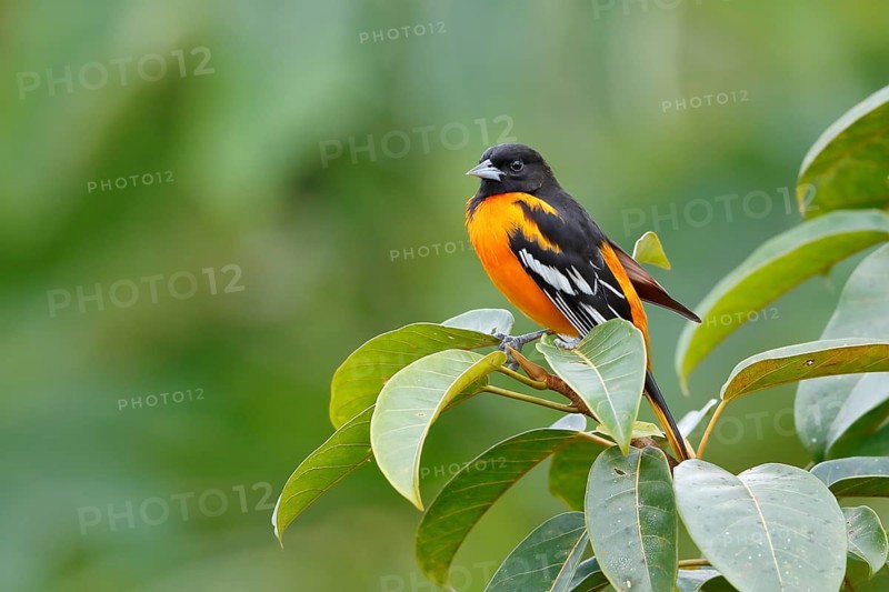 Baltimore oriole