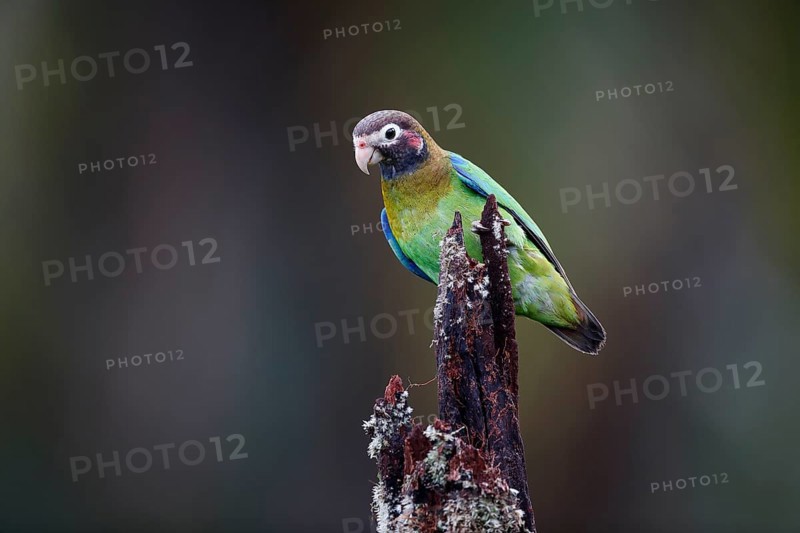 Brown-hooded parrot