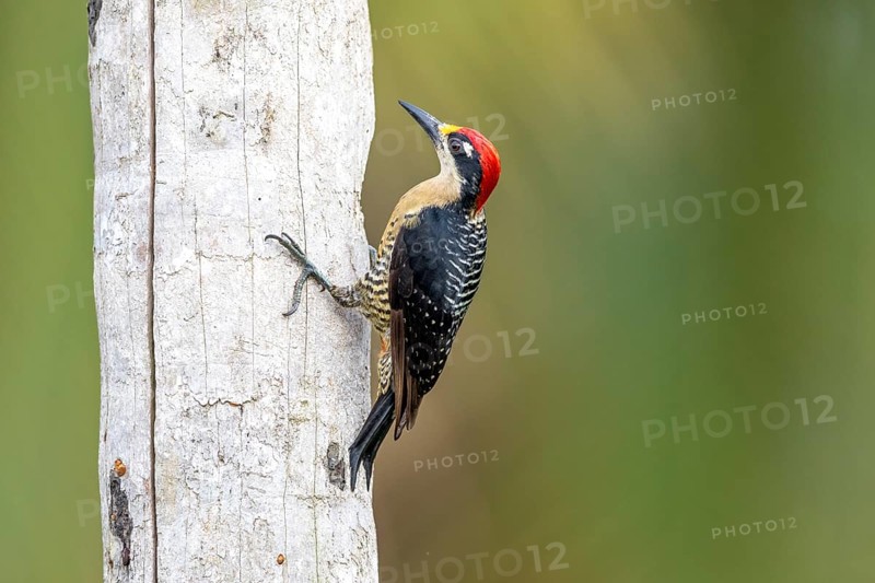 Black-cheeked woodpecker