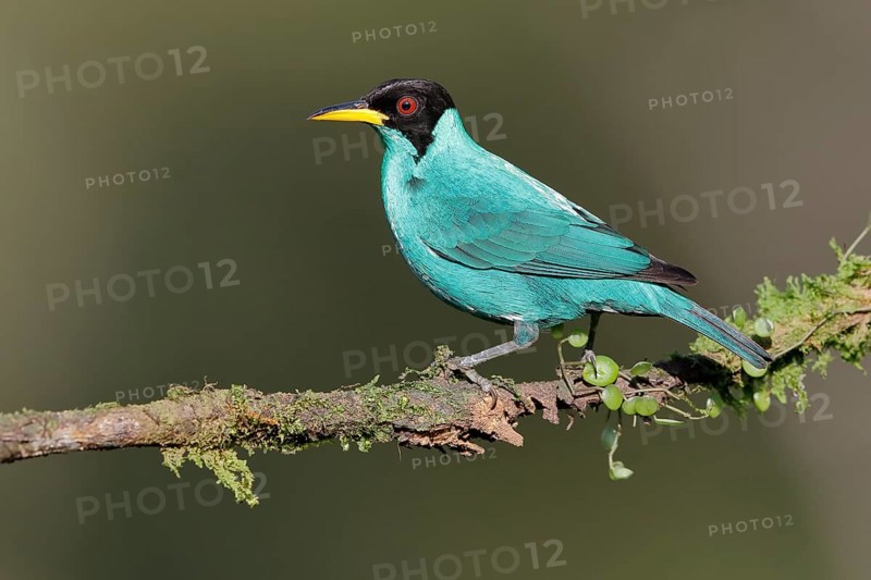 Green honeycreeper