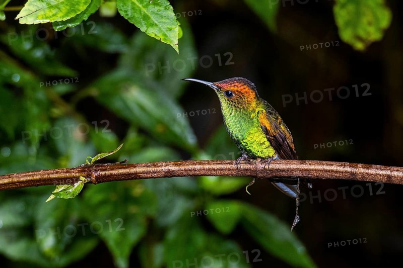 Coppery-headed emerald
