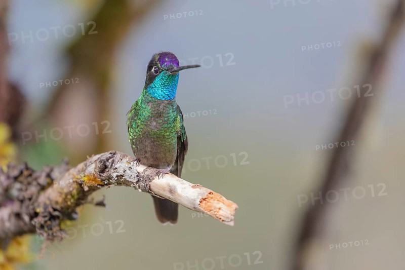Talamanca hummingbird