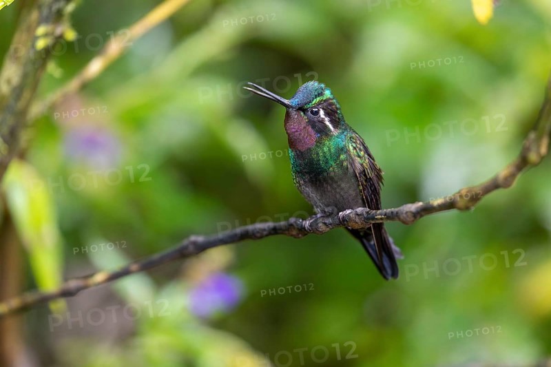 Purple-throated nymph