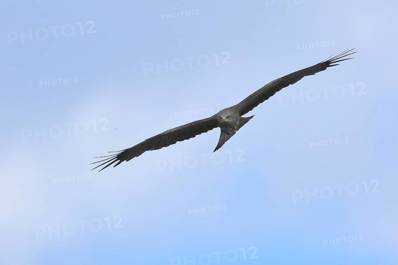 Black Kite