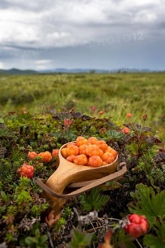 Cloudberries