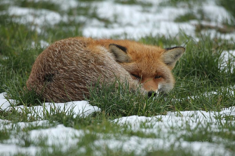 Red fox