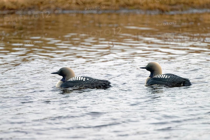 Pacific pacific loon