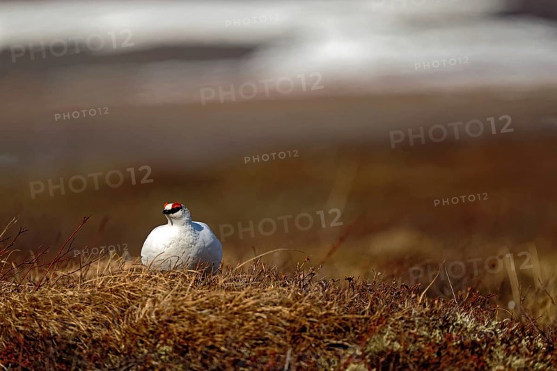 Rock Ptarmigan