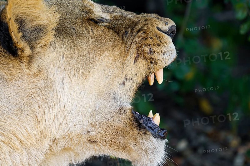 Lioness