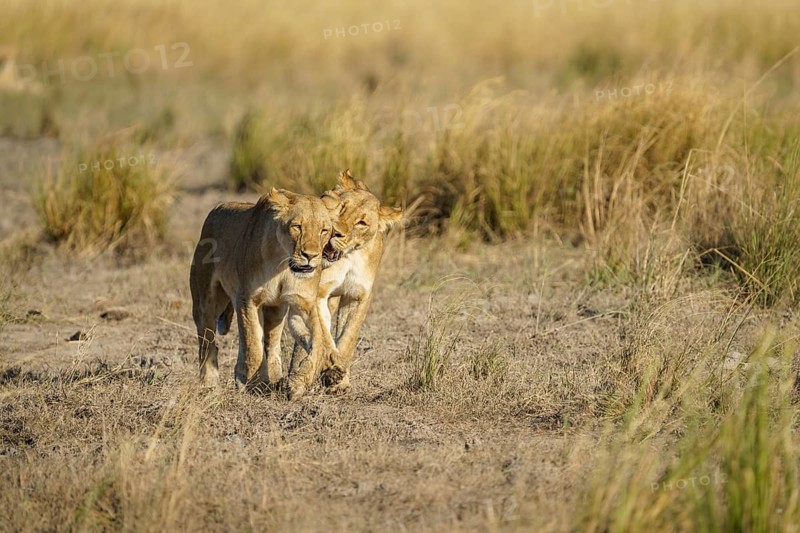 2 Lionesses