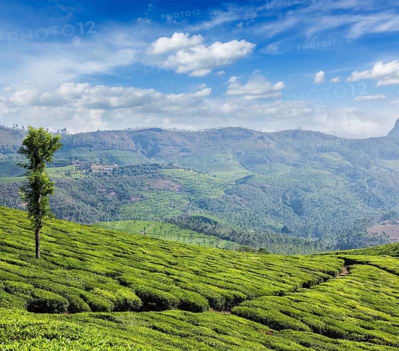 Kerala India travel background