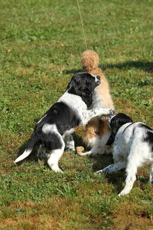 Hunting dog