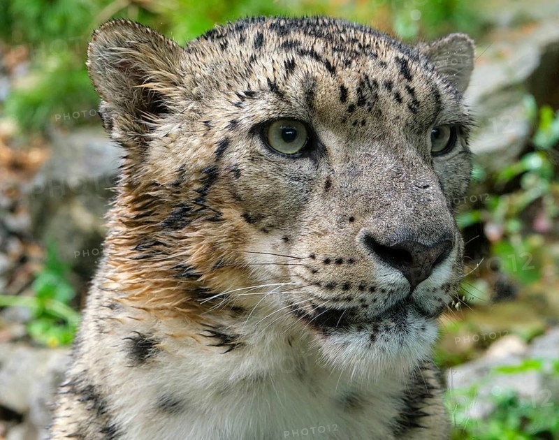 Snow leopard