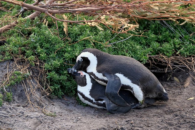 African penguin