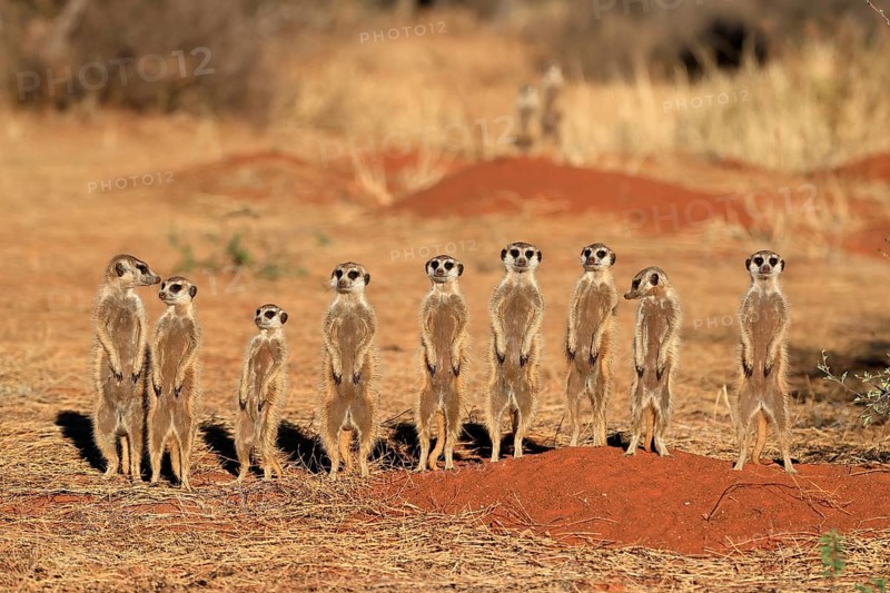 Meerkats