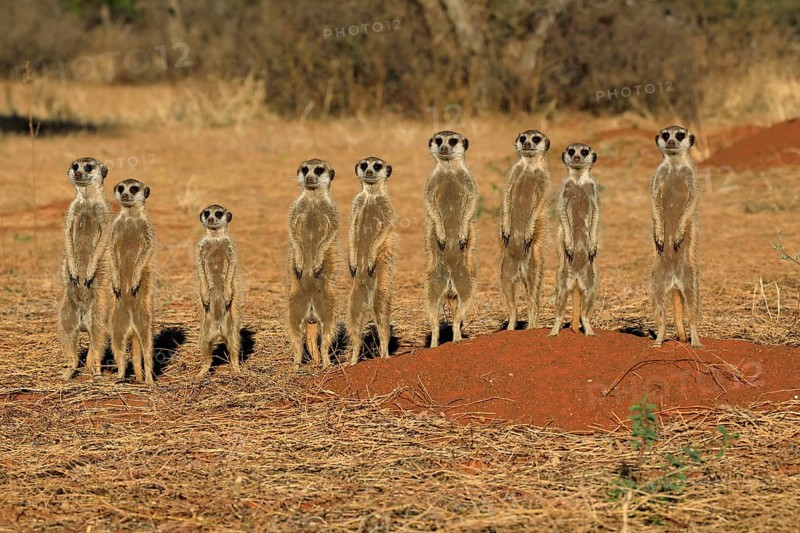 Meerkats