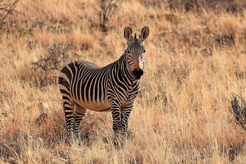 Cape Mountain Zebra
