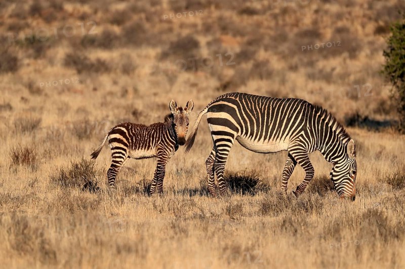 Cape Mountain Zebra