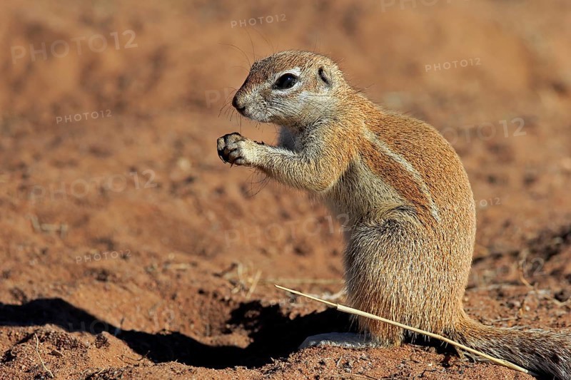 Cape ground squirrel