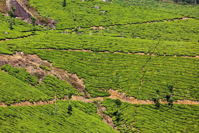 Kerala India travel background