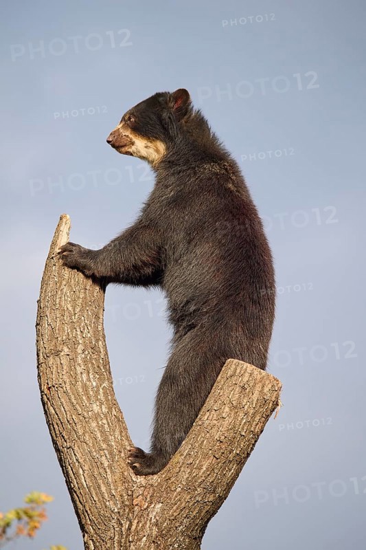 Sun bear