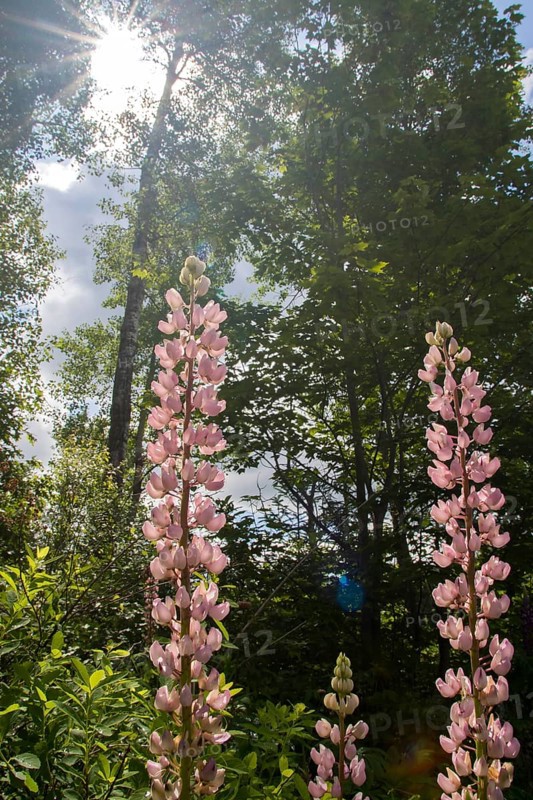 Lupines in bloom in a garden. Faboideae sp