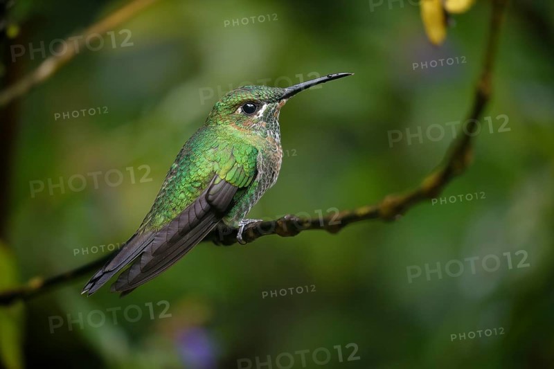 Green-crowned brilliant