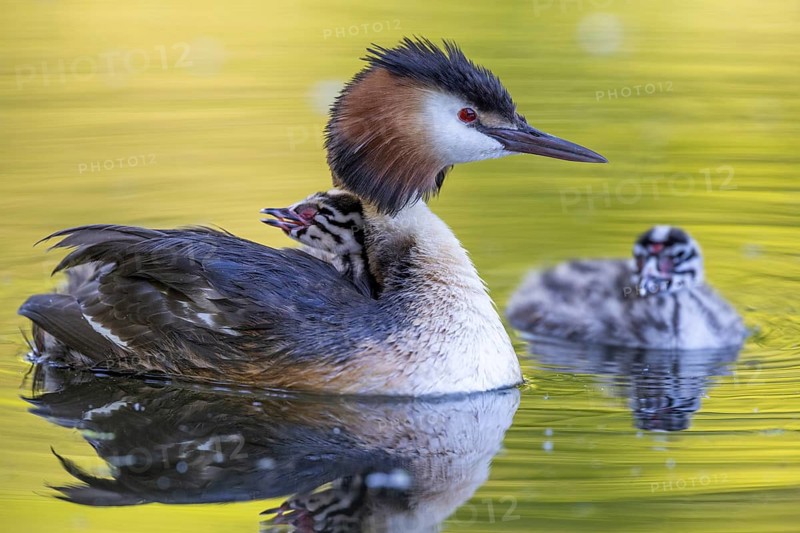 Great Crested Grebe