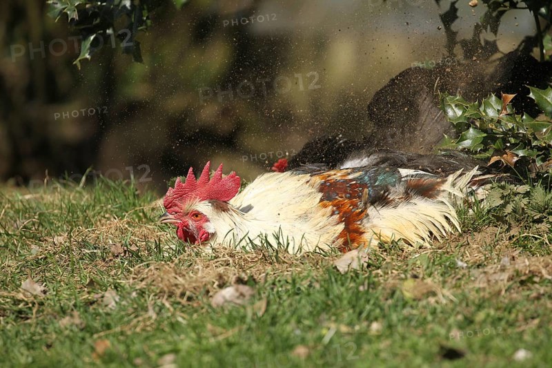 Domestic chicken