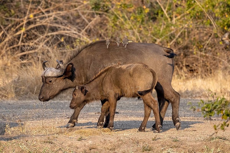 African buffalo
