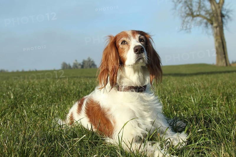 Hunting dog Irish Setter